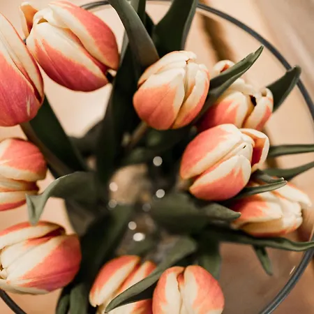 Lejlighed Paradies Im Schwarzwald *